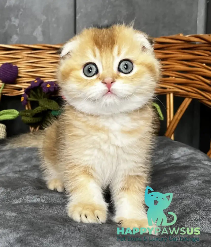 Icar Scottish Fold male black golden ticked tabby live animals
