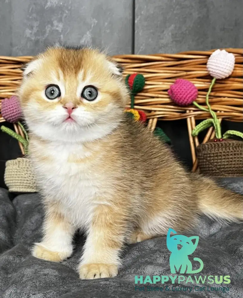 Icar Scottish Fold male black golden ticked tabby live animals