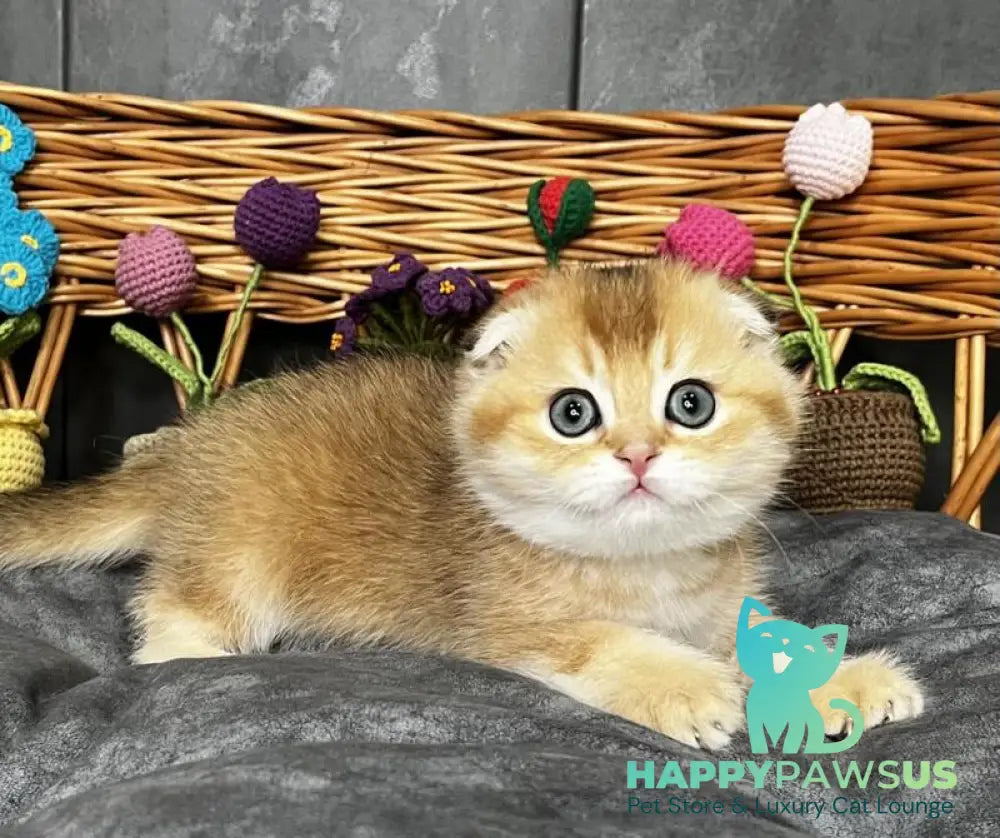 Icar Scottish Fold male black golden ticked tabby live animals
