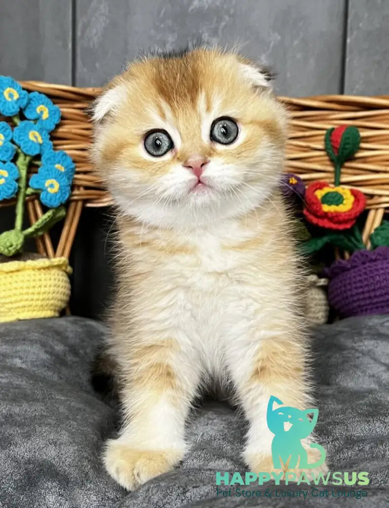 Icar Scottish Fold male black golden ticked tabby live animals