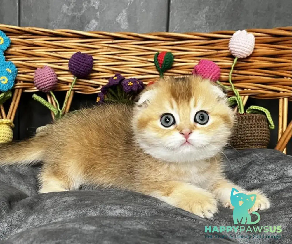Icar Scottish Fold male black golden ticked tabby live animals