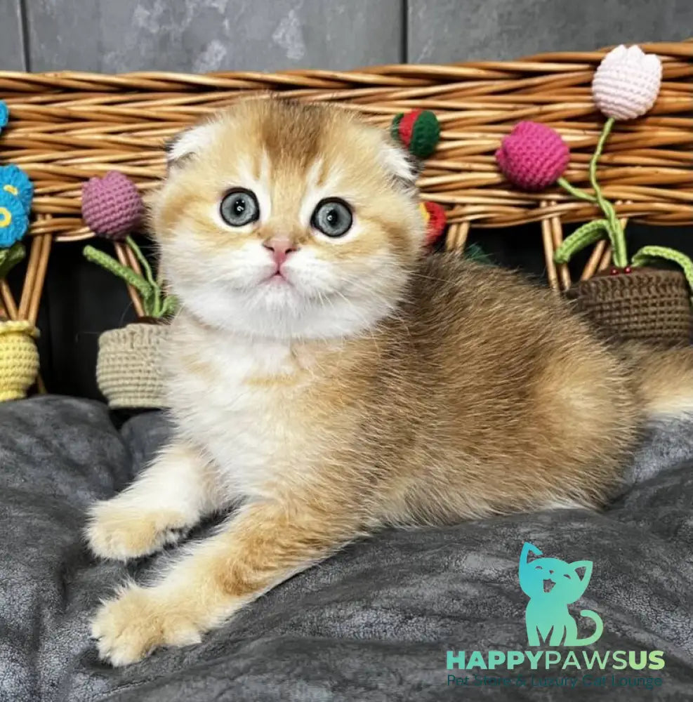 Icar Scottish Fold male black golden ticked tabby live animals
