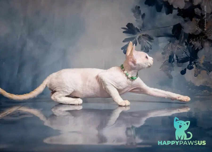 Ice Berry Devon Rex male red pointed - live animals