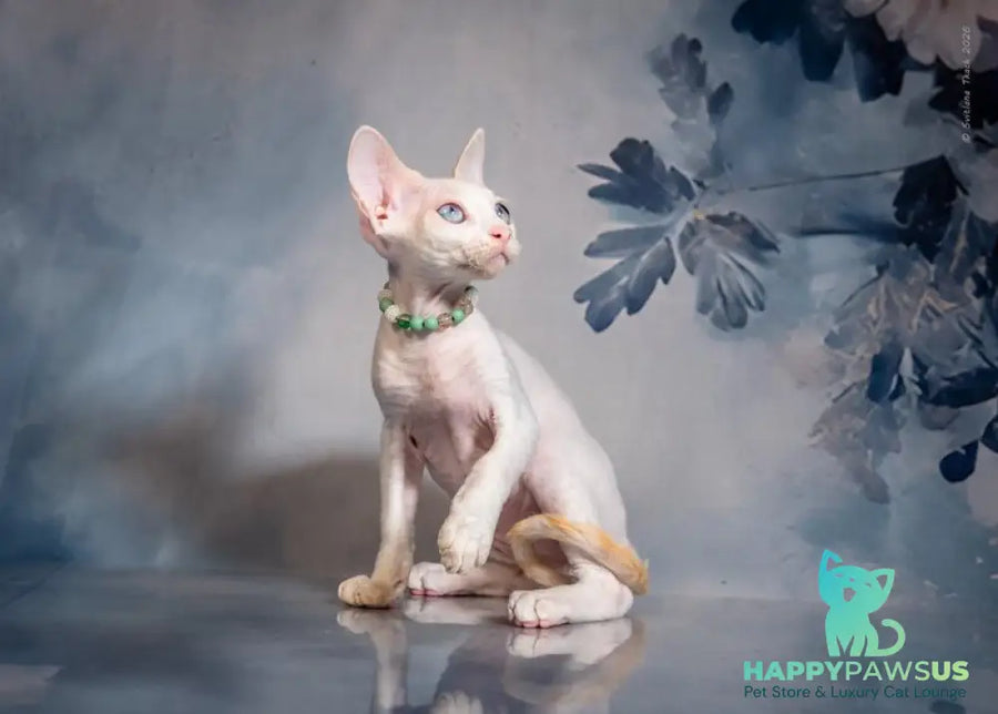 Ice Berry Devon Rex male red pointed - live animals