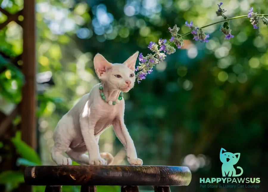 Ice Berry Devon Rex male red pointed - live animals