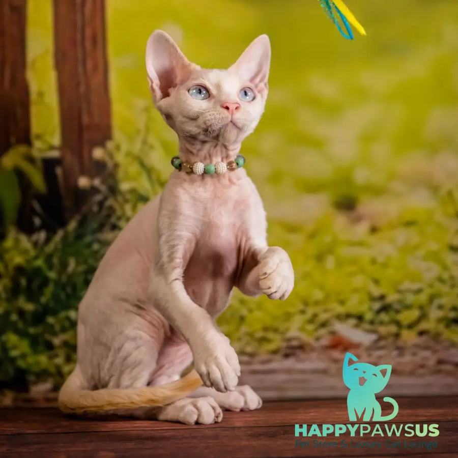Ice Berry Devon Rex male red pointed - live animals