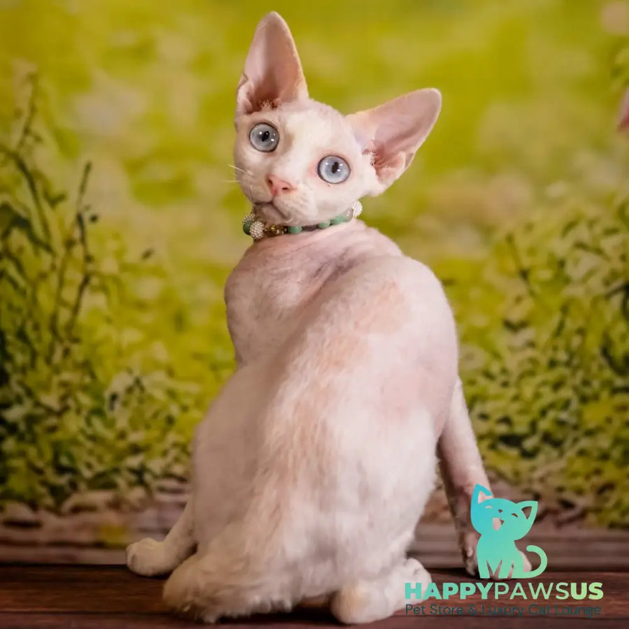 Ice Berry Devon Rex male red pointed - live animals