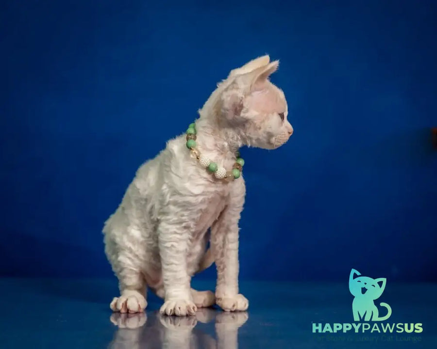 Ice Berry Devon Rex male red pointed - live animals