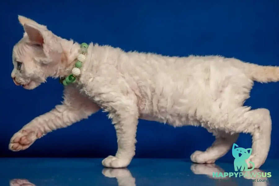 Ice Berry Devon Rex male red pointed - live animals
