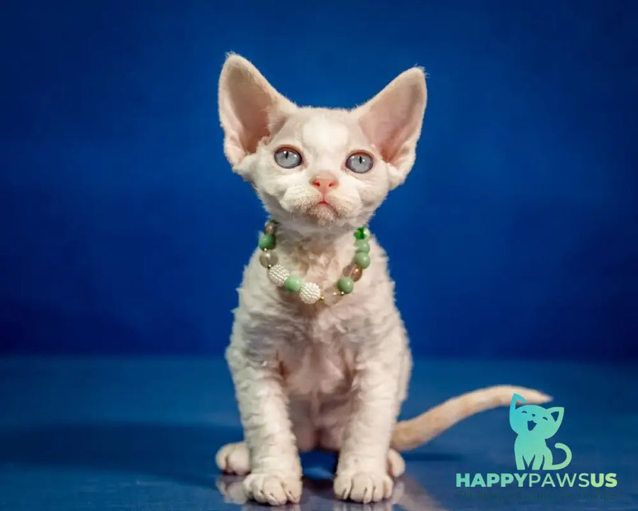 Ice Berry Devon Rex male red pointed - live animals