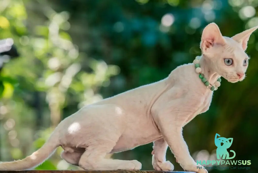 Ice Berry Devon Rex male red pointed - live animals