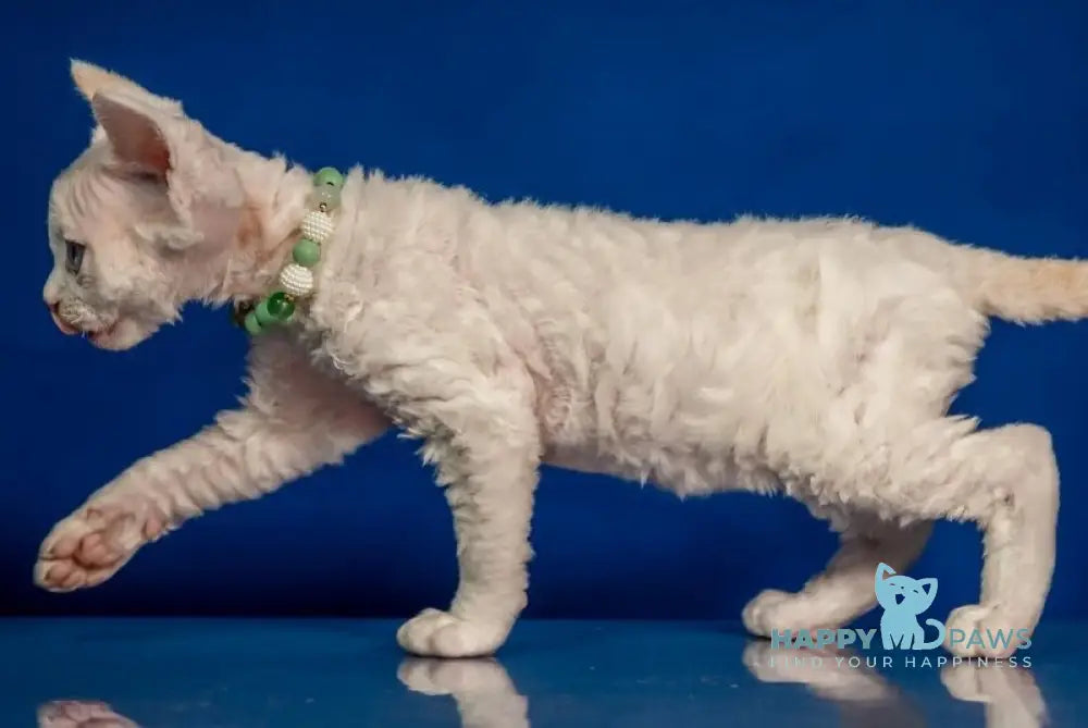 Ice Berry Devon Rex male red pointed - live animals