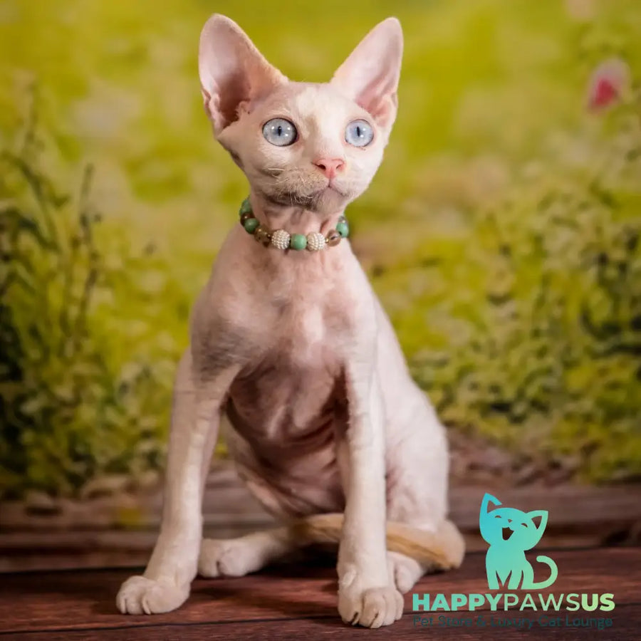 Ice Berry Devon Rex male red pointed - live animals
