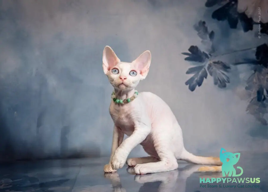 Ice Berry Devon Rex male red pointed - live animals