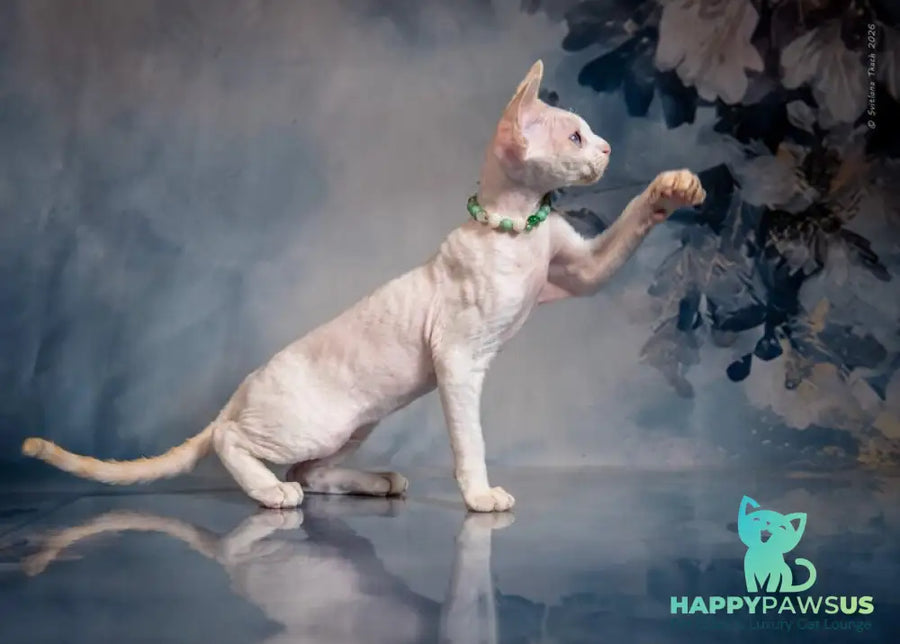 Ice Berry Devon Rex male red pointed - live animals