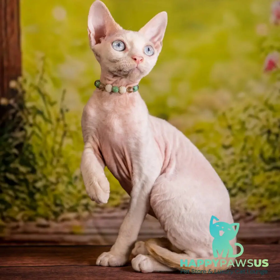 Ice Berry Devon Rex male red pointed - live animals