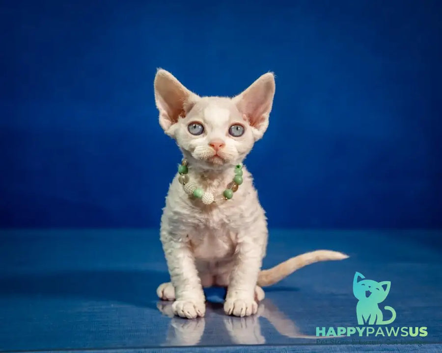 Ice Berry Devon Rex male red pointed - live animals