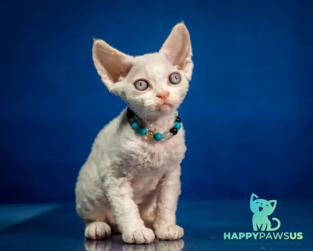Ice Cream Devon Rex male red pointed - live animals