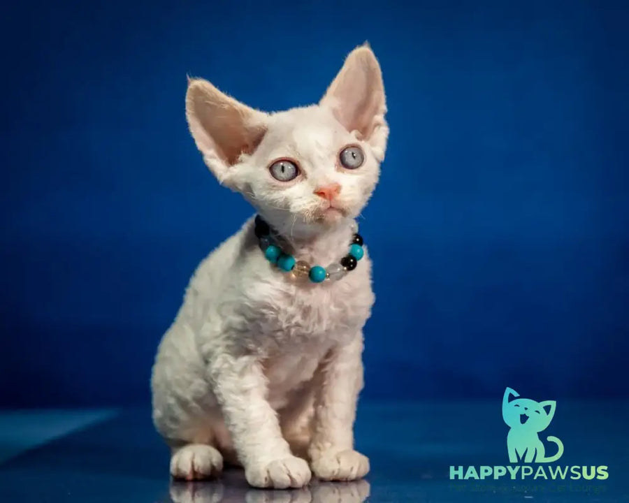 Ice Cream Devon Rex male red pointed - live animals