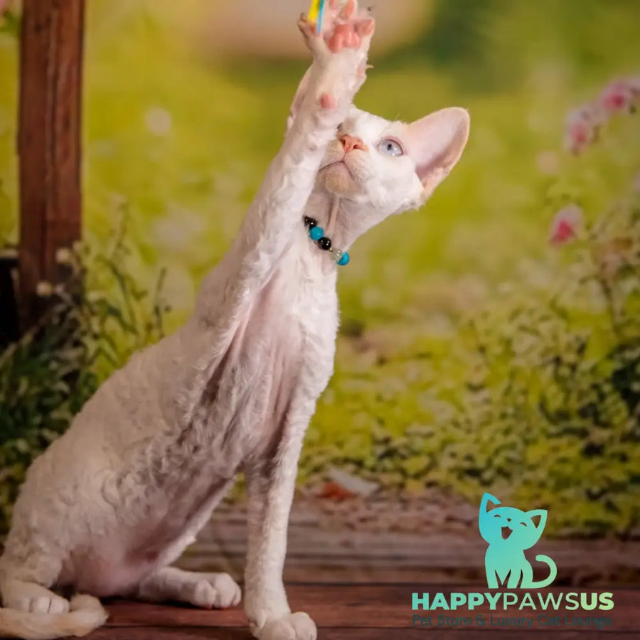 Ice Cream Devon Rex male red pointed - live animals