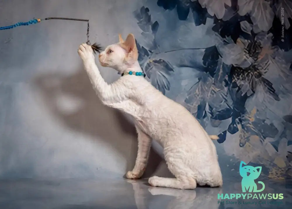 Ice Cream Devon Rex male red pointed - live animals
