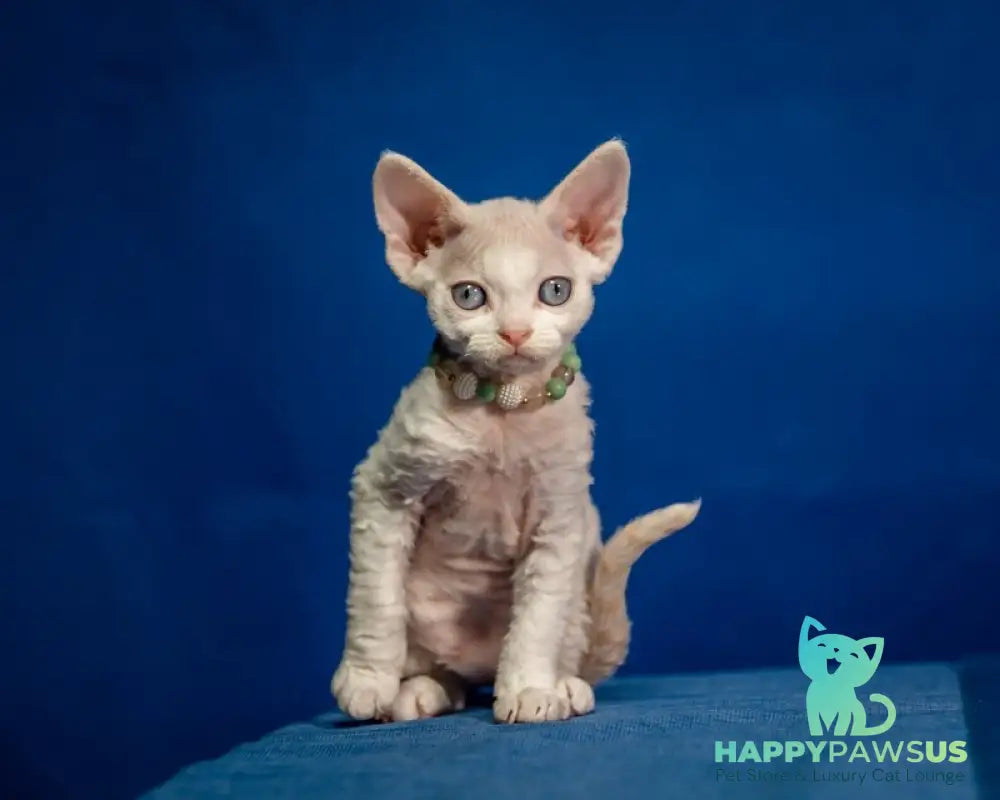 Ice Cream Devon Rex male red pointed - live animals