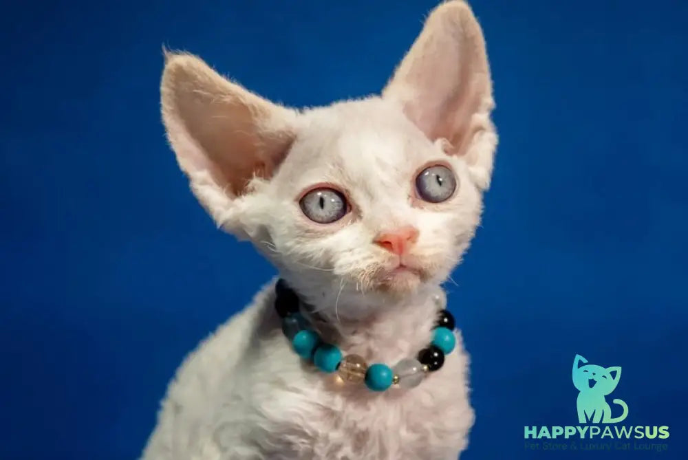 Ice Cream Devon Rex male red pointed - live animals
