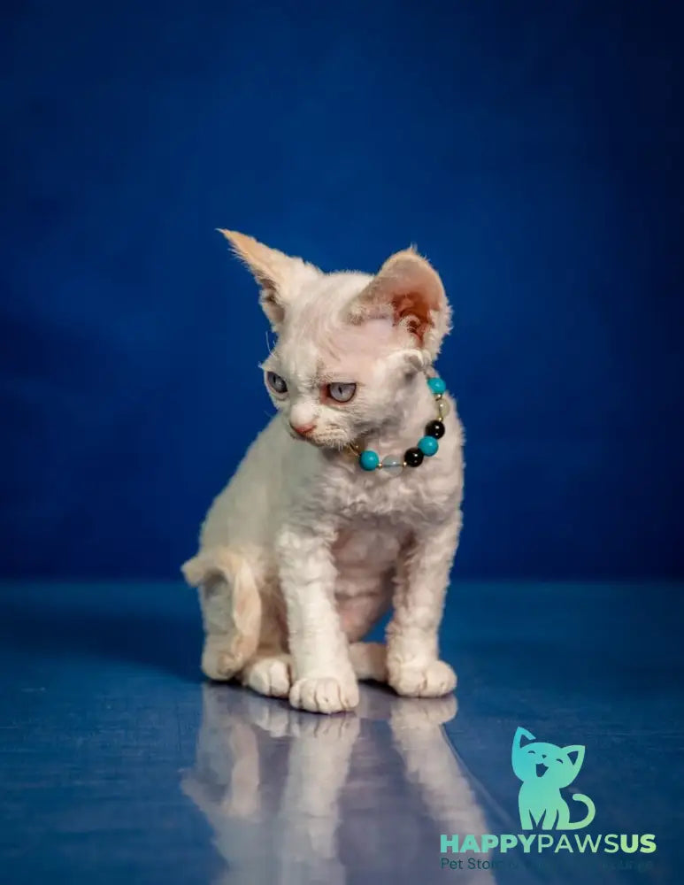 Ice Cream Devon Rex male red pointed - live animals