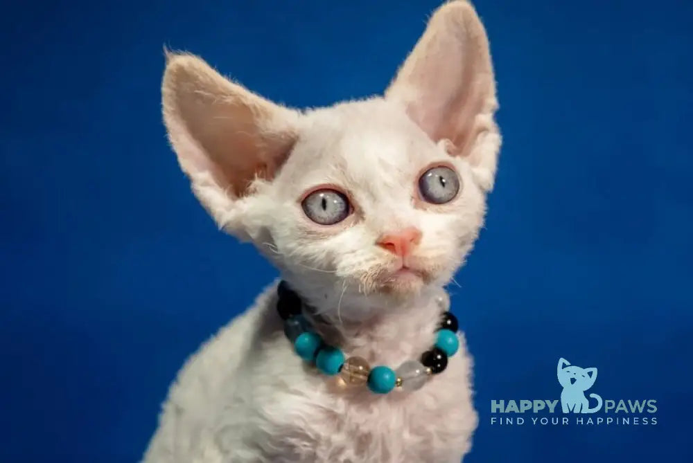 Ice Cream Devon Rex male red pointed - live animals