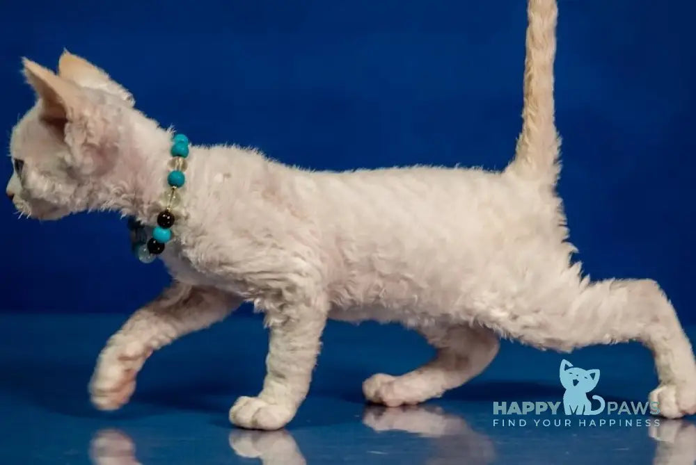 Ice Cream Devon Rex male red pointed - live animals