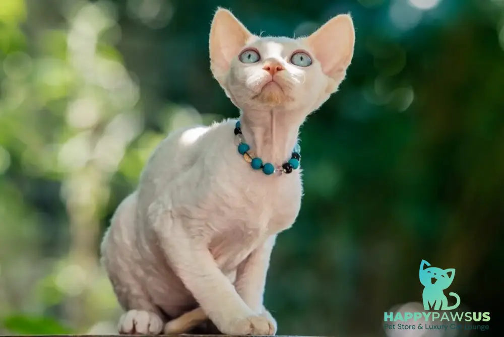 Ice Cream Devon Rex male red pointed - live animals