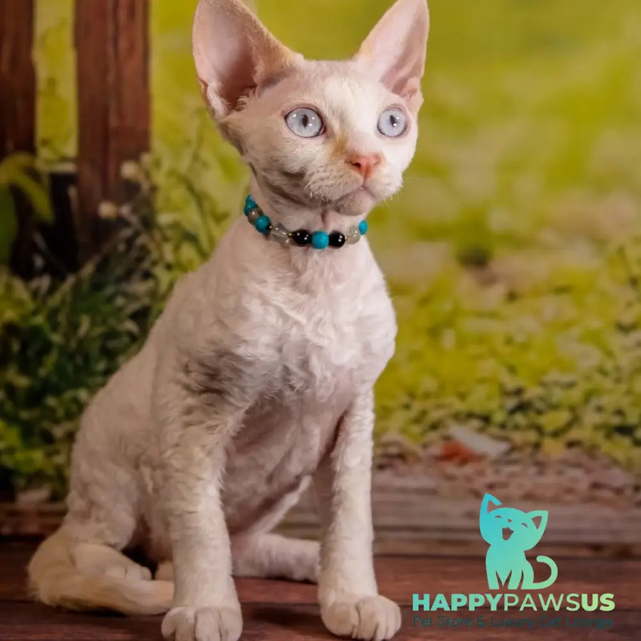 Ice Cream Devon Rex male red pointed - live animals