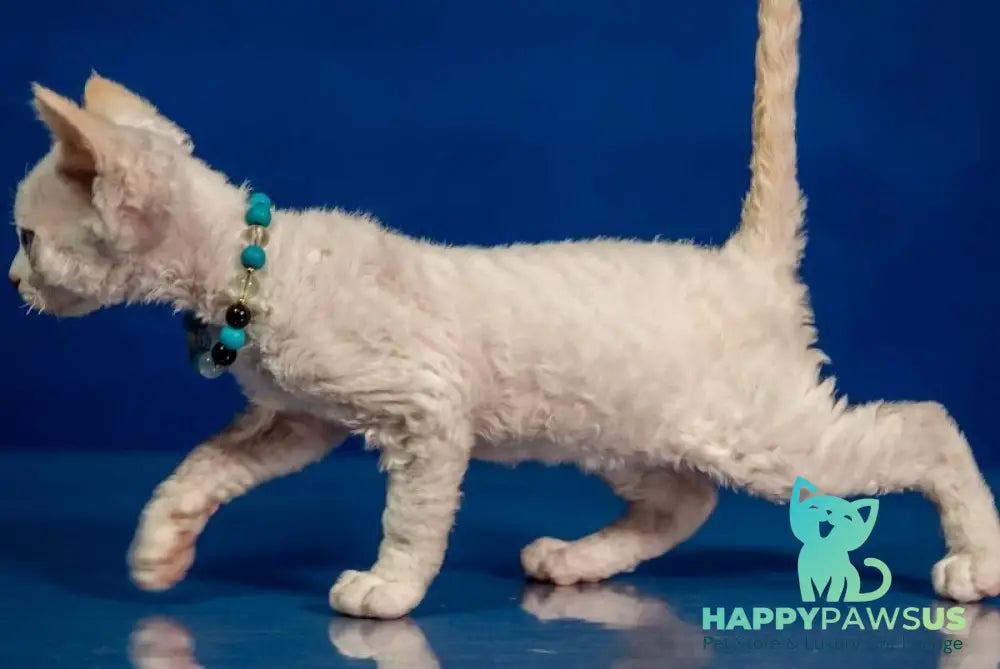 Ice Cream Devon Rex male red pointed - live animals
