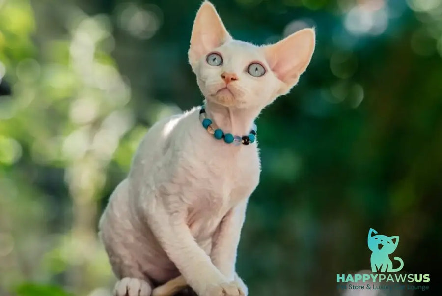 Ice Cream Devon Rex male red pointed - live animals