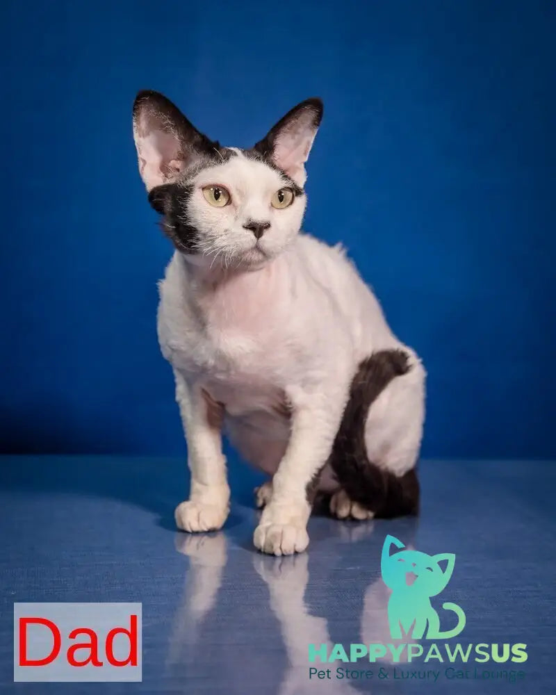 Ice Cream Devon Rex male red pointed - live animals