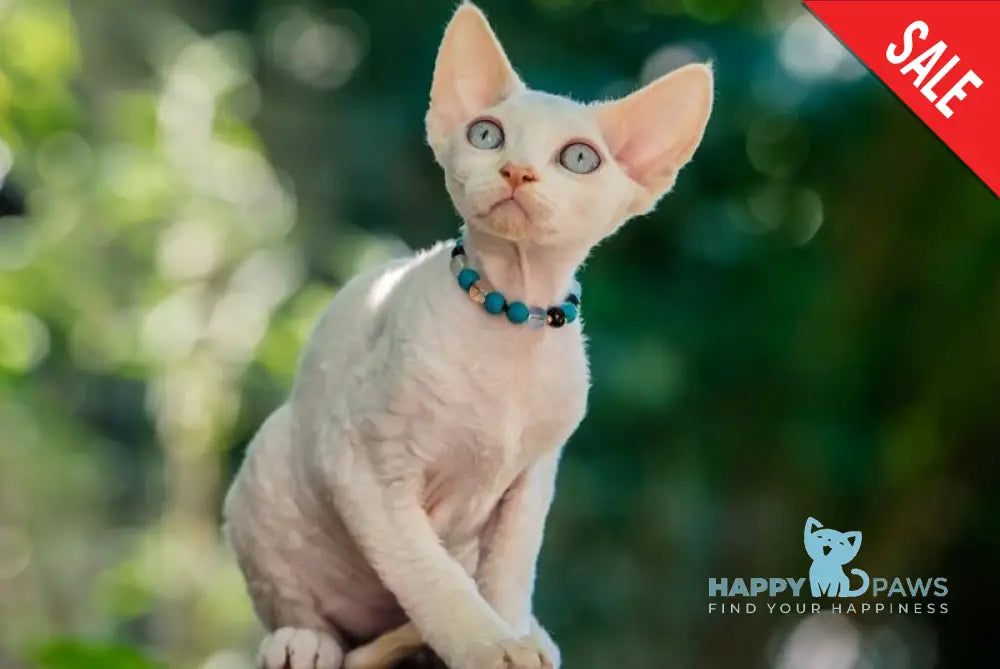 Ice Cream Devon Rex male red pointed - live animals