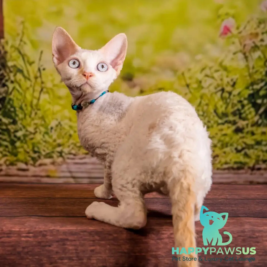 Ice Cream Devon Rex male red pointed - live animals