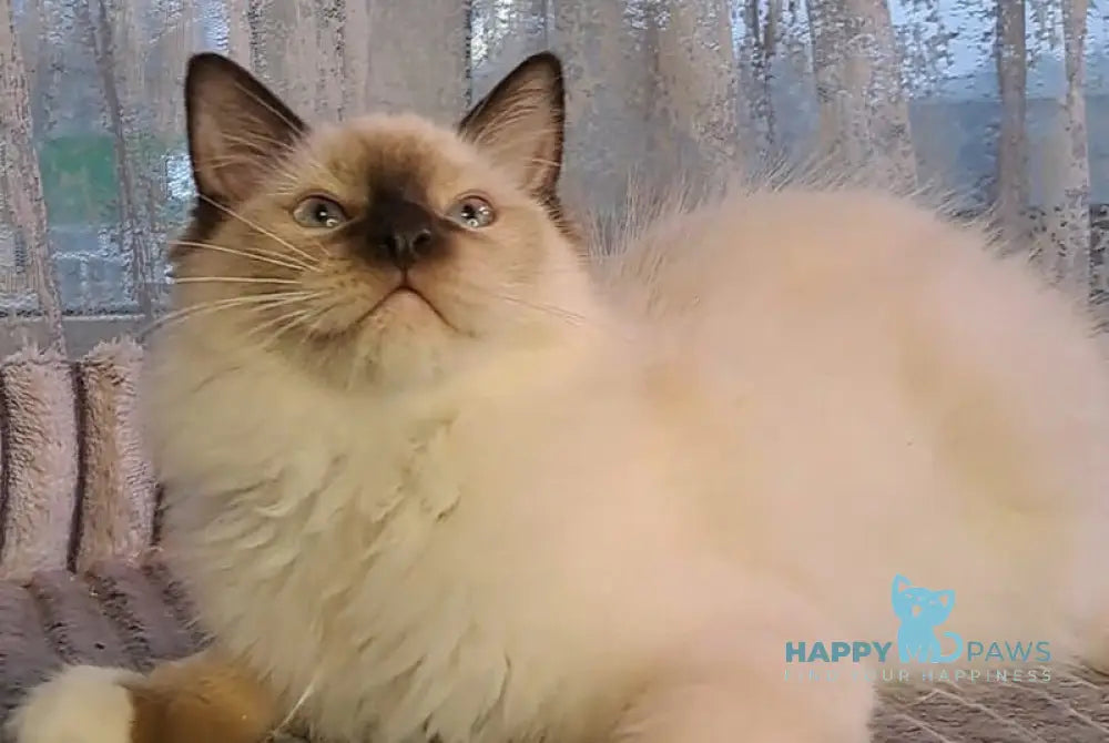 Ice cream Ragdoll male black mitted live animals