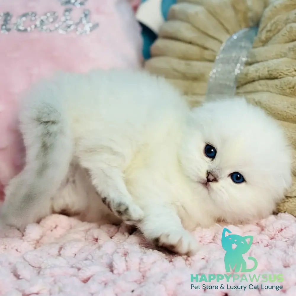 Ice Scottish Fold male black silver shaded pointed - live animals