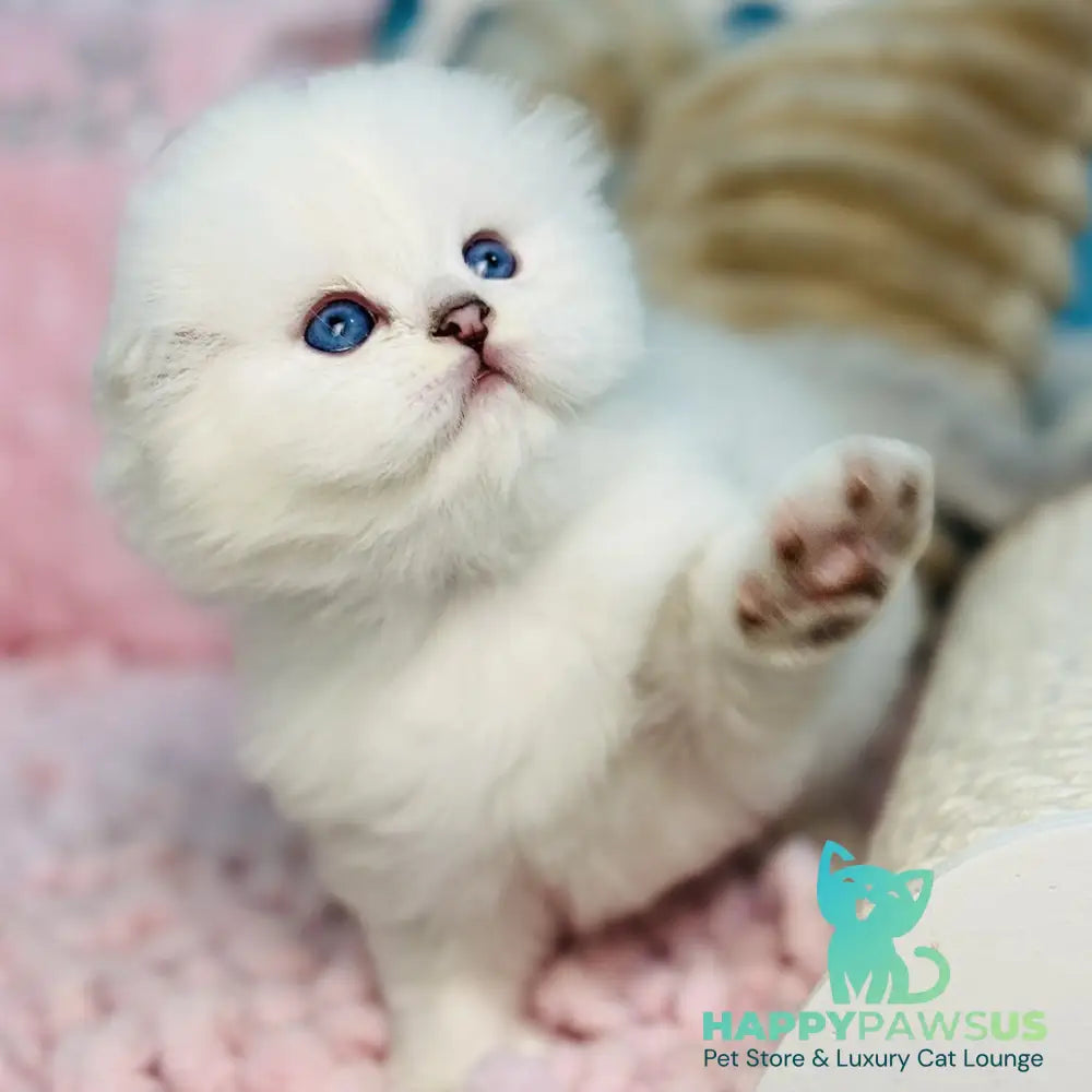 Ice Scottish Fold male black silver shaded pointed - live animals