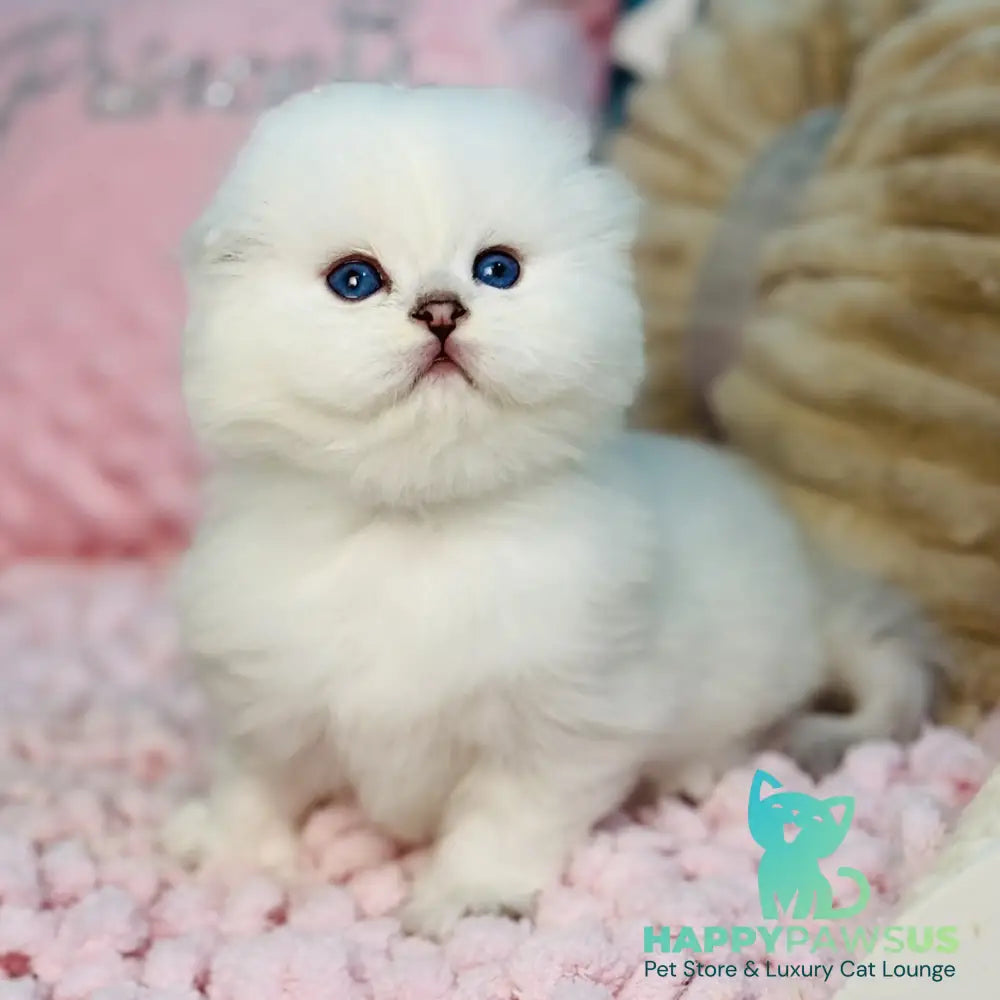 Ice Scottish Fold male black silver shaded pointed - live animals