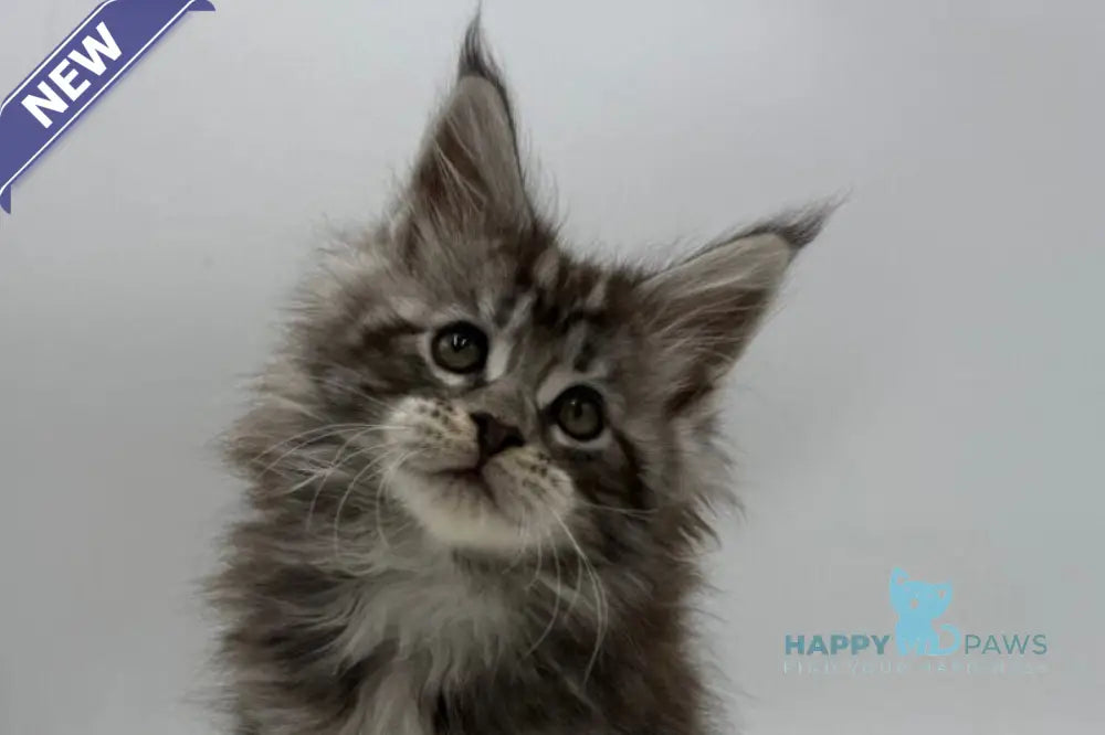 Ida Maine Coon female black silver tabby live animals