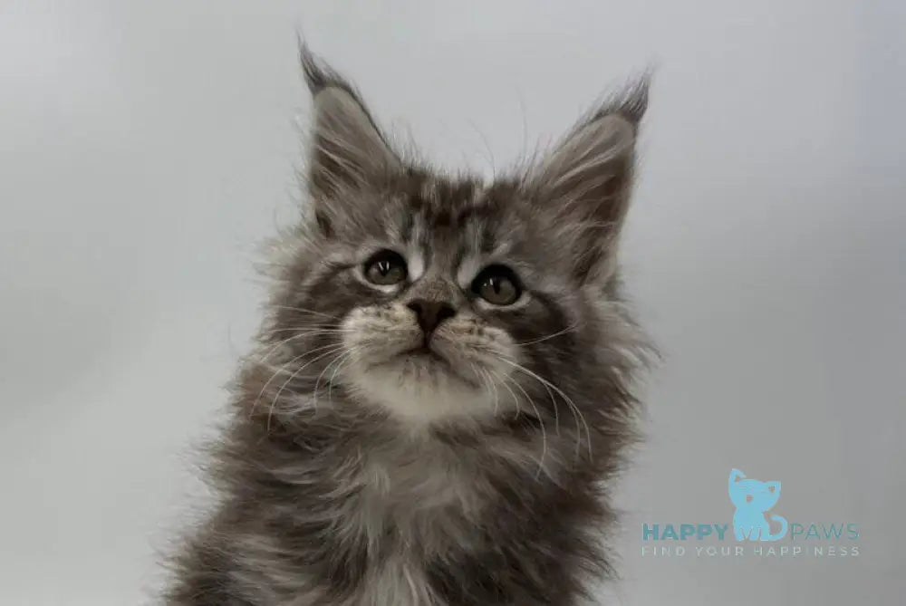 Ida Maine Coon female black silver tabby live animals