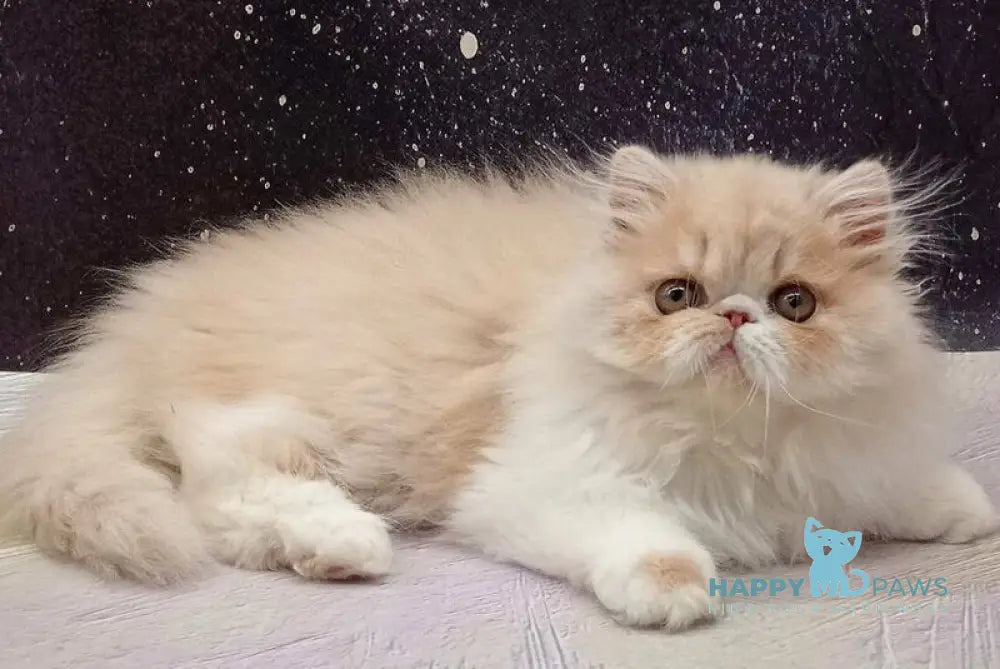 Idelisa Persian female cream bicolour live animals