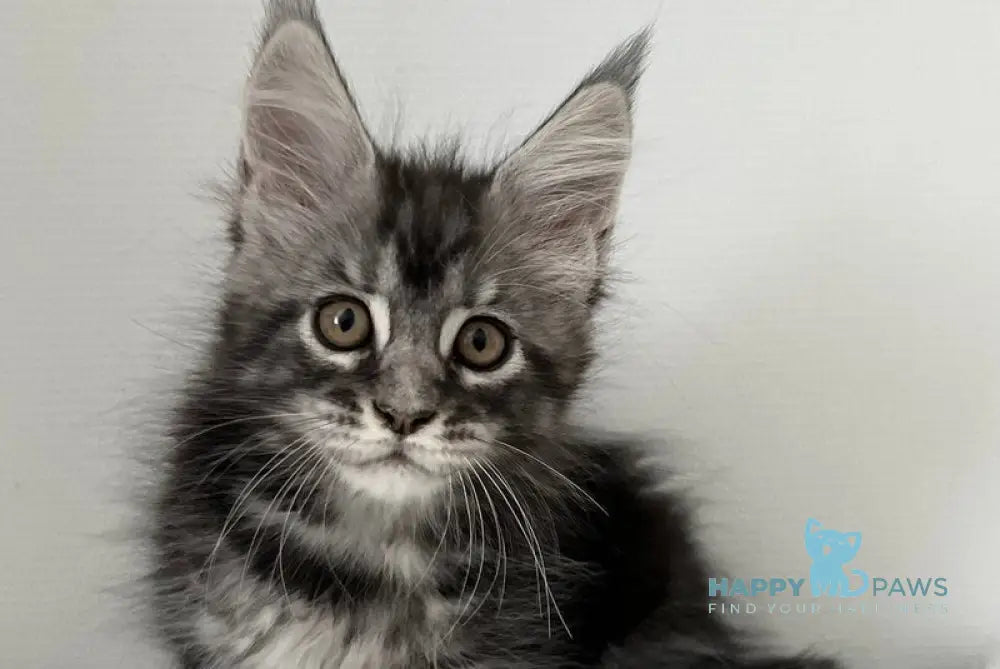 Idella Maine Coon female black silver tabby live animals
