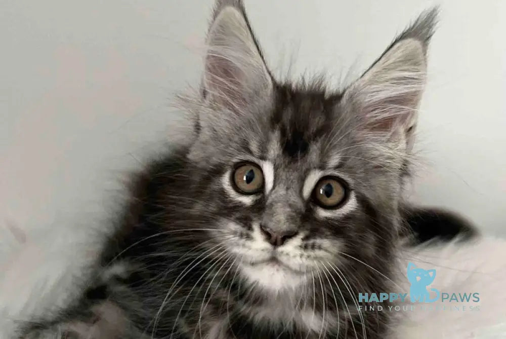 Idella Maine Coon female black silver tabby live animals