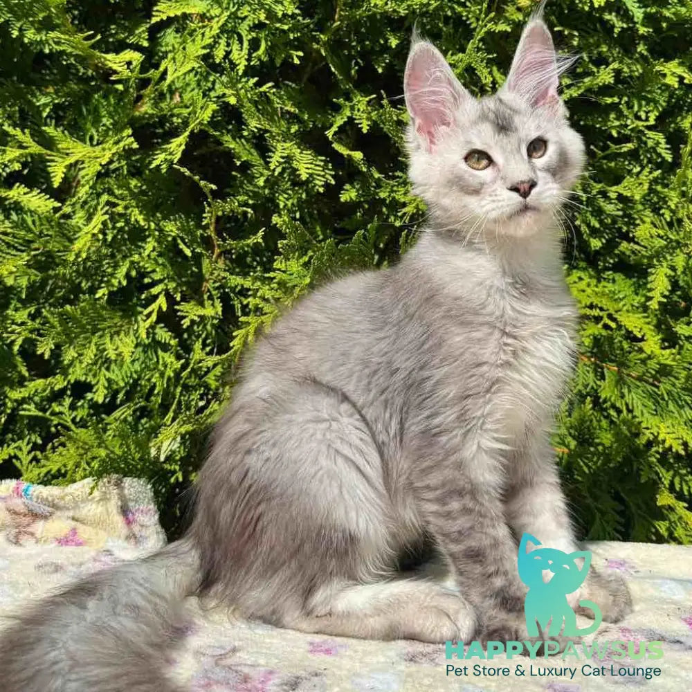 Idris Maine Coon male black silver ticked tabby - live animals