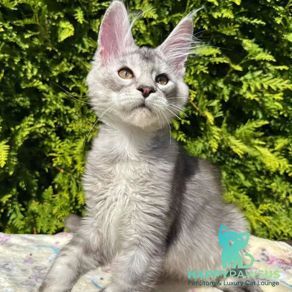 Idris Maine Coon male black silver ticked tabby - live animals