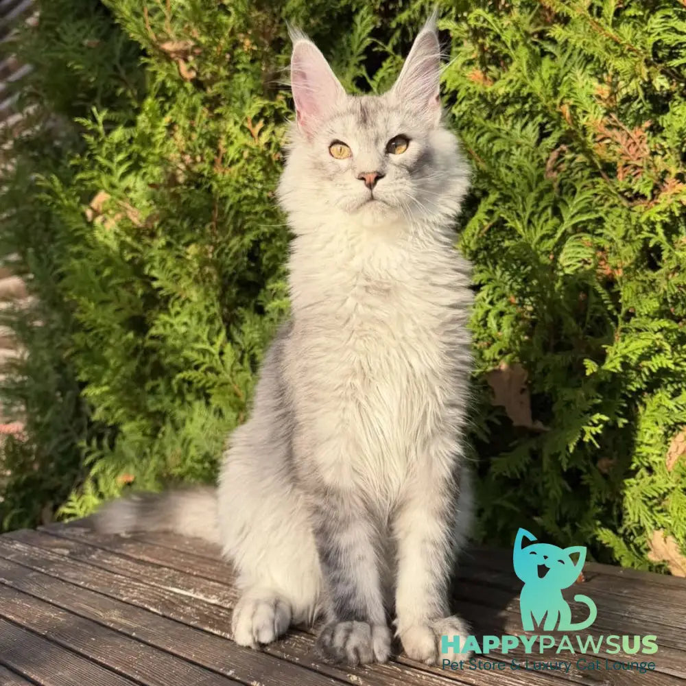 Idris Maine Coon male black silver ticked tabby - live animals