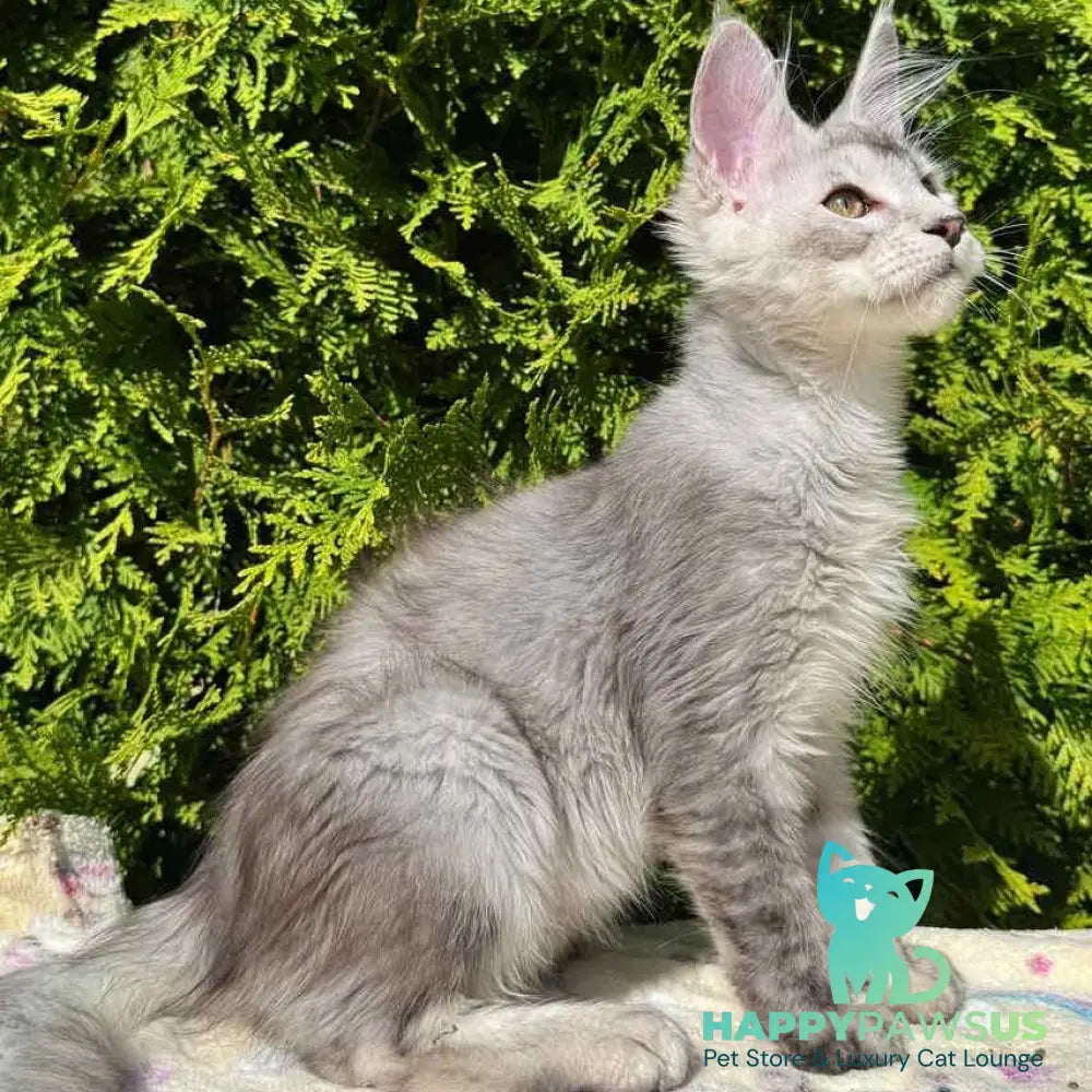 Idris Maine Coon male black silver ticked tabby - live animals
